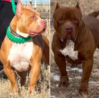 American bully male, a male American Bully for sale in Denver, CO – Photo 3 of 6