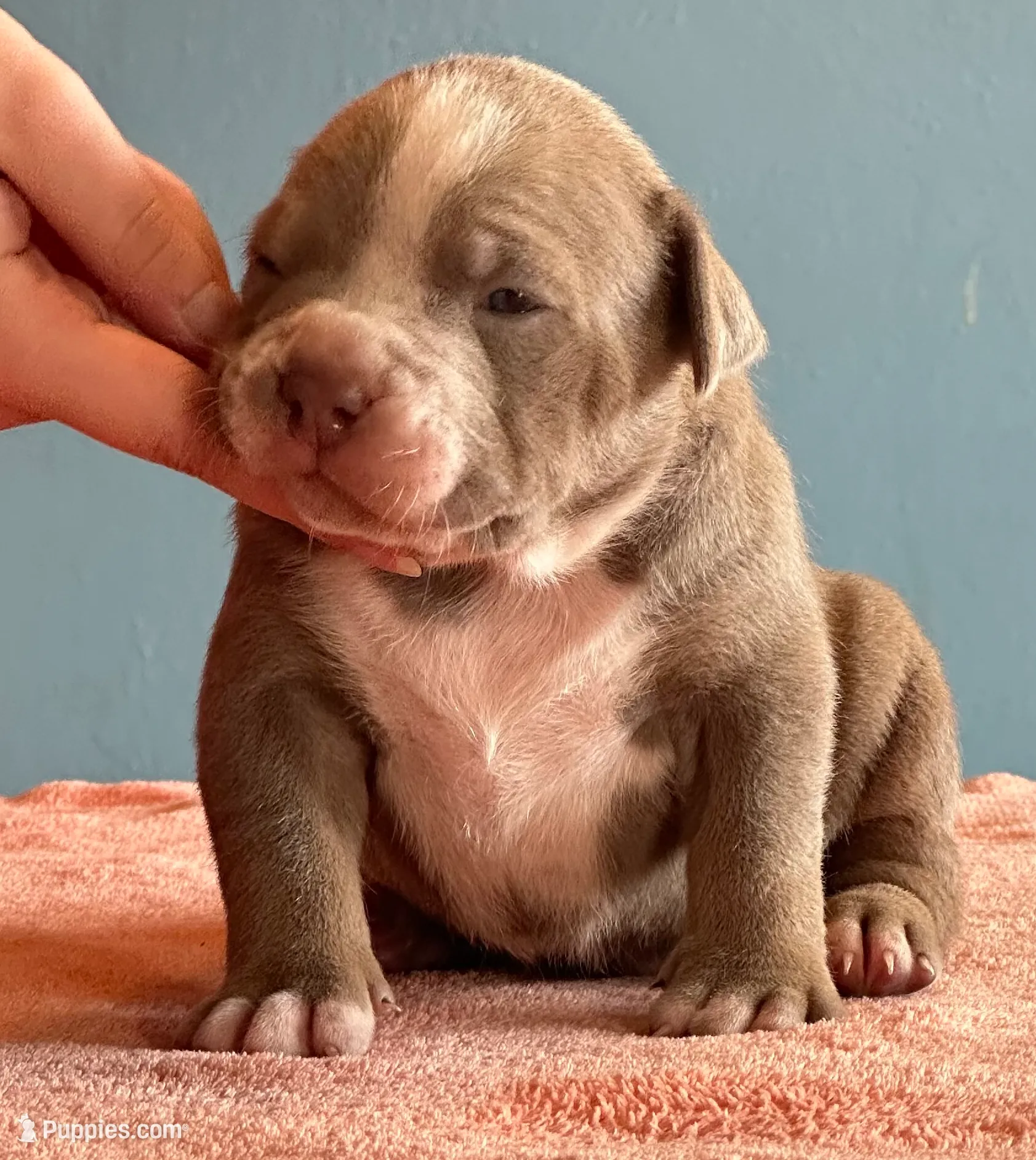 American bully male, a male American Bully for sale in Denver, CO – Photo 5 of 6