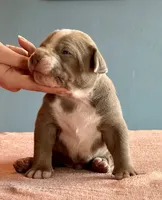 American bully male, a male American Bully for sale in Denver, CO – Photo 2 of 6