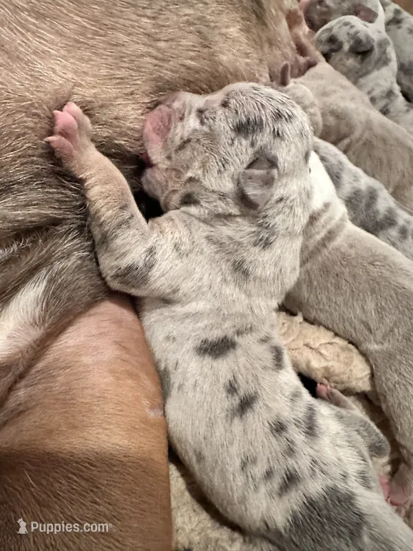 Merle blue tri female XL American Bully Puppy  – American Bully puppy for sale in Denver, CO