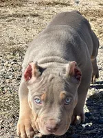 MALE lilac tri puppy XL American bully , a male American Bully for sale in Denver, CO – 10 of 10