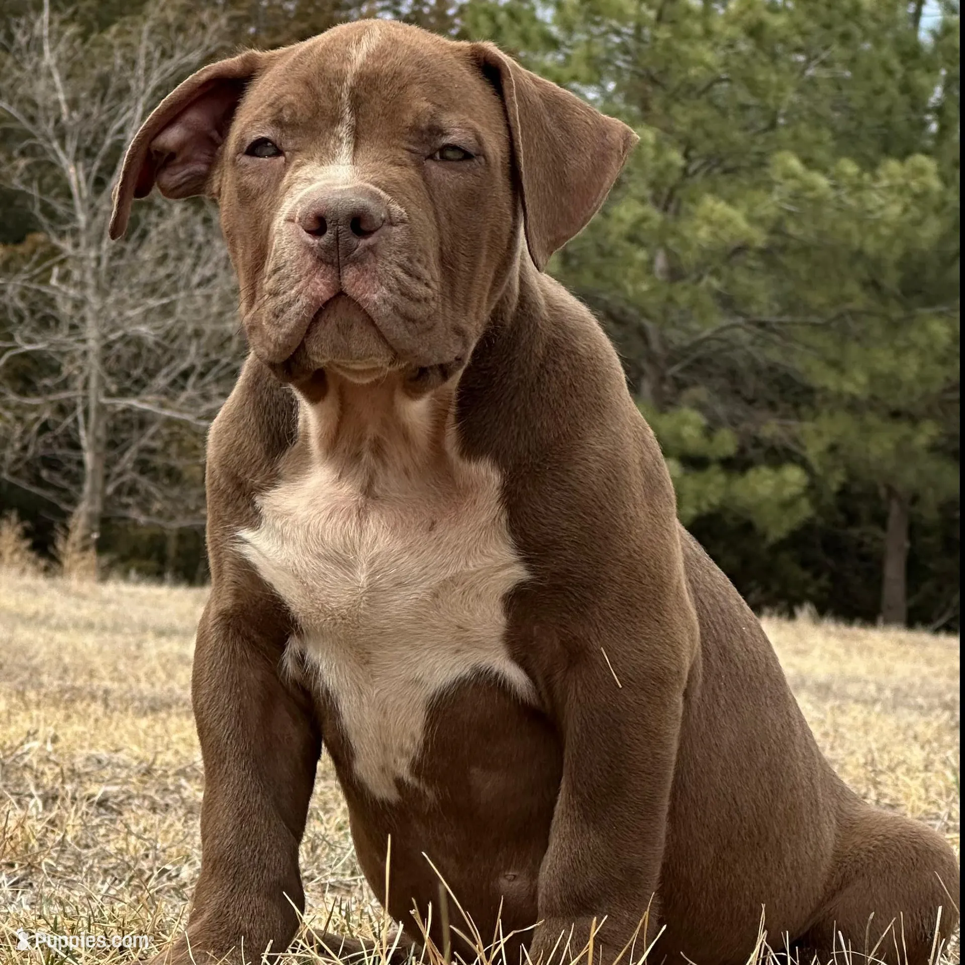 Chocolate male American bully – American Bully puppy for sale in Denver, CO