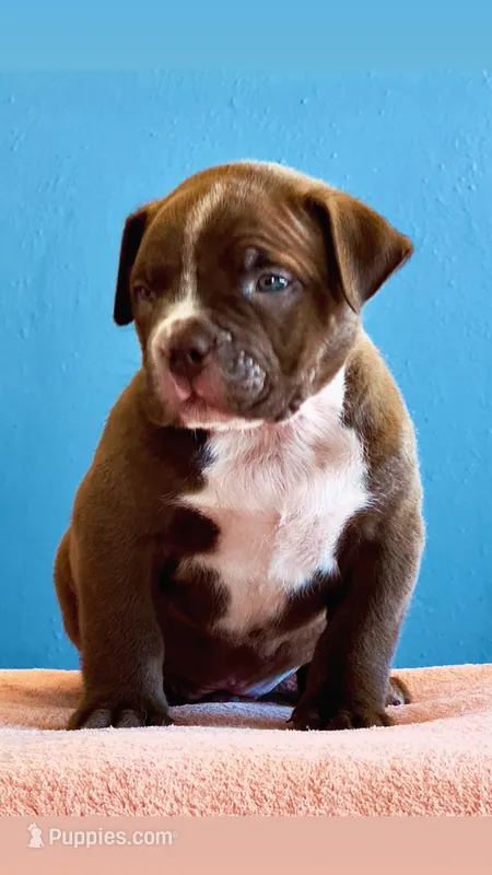 Chocolate male American bully