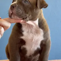 Dark Chocolate male American bully, a male American Bully for sale in Denver, CO – Photo 2 of 8