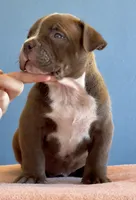 Chocolate male American bully, a male American Bully for sale in Denver, CO – Photo 6 of 8
