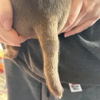 Dark Chocolate male American bully, a male American Bully for sale in Denver, CO – Photo 4 of 8