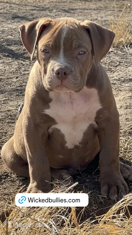 Chocolate male American bully – American Bully puppy for sale in Denver, CO
