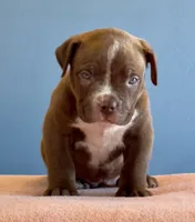 Chocolate male American bully, a male American Bully for sale in Denver, CO – Photo 5 of 8