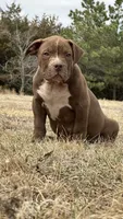 Dark Chocolate male American bully, a male American Bully for sale in Denver, CO – Photo 8 of 8