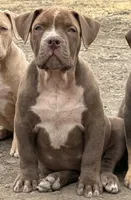 Dark Chocolate male American bully, a male American Bully for sale in Denver, CO – Photo 3 of 8