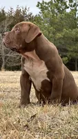 Dark Chocolate male American bully, a male American Bully for sale in Denver, CO – Photo 7 of 8