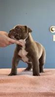Chocolate male American bully, a male American Bully for sale in Denver, CO – Photo 7 of 8