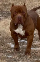 Chocolate male American bully, a male American Bully for sale in Denver, CO – Photo 4 of 8