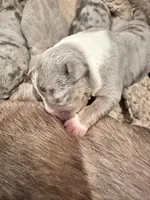 Blue tri merle female XL American Bully puppy, a female American Bully for sale in Denver, CO – 5 of 7