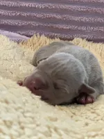 Lilac tri female ~ American bully XL puppy, a female American Bully for sale in Denver, CO – 6 of 6