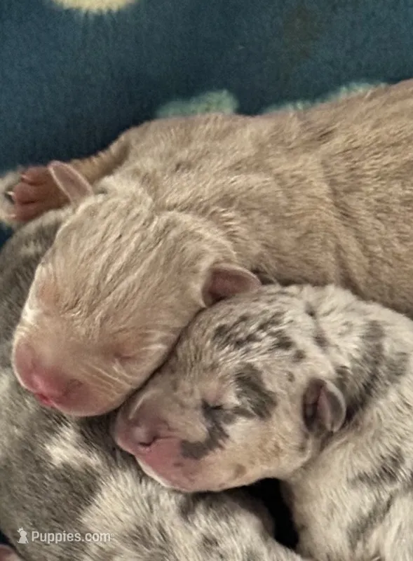 MALE lilac tri puppy XL American bully  – American Bully puppy for sale in Denver, CO