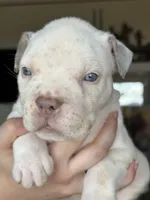 Female XL American bully puppy , a female American Bully for sale in Denver, CO – 4 of 7