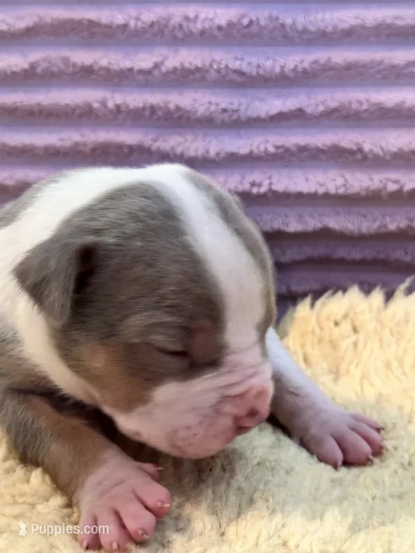 Male lilac tri XL American bully puppy  – American Bully puppy for sale in Denver, CO