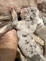 Merle blue tri female XL American Bully Puppy , a female American Bully for sale in Denver, CO – 4 of 5