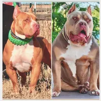 Lilac tri female AMERICAN BULLY XL, a female American Bully for sale in Denver, CO – 7 of 7