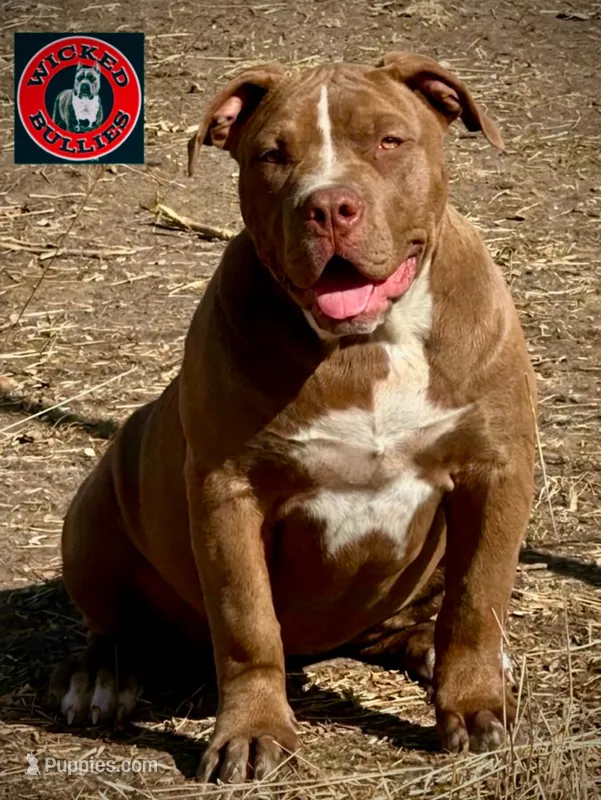 XL American Bully puppy  – American Bully puppy for sale in Denver, CO