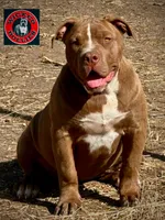 XL American Bully puppy , a female American Bully for sale in Denver, CO – 1 of 5