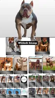 Lilac tri female ~ American bully XL puppy, a female American Bully for sale in Denver, CO – 2 of 6