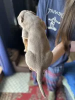 Lilac tri female ~ American bully XL puppy, a female American Bully for sale in Denver, CO – 10 of 10