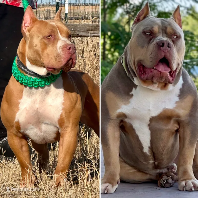 Upcoming litter!  – American Bully puppy for sale in Denver, CO