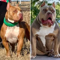 Upcoming litter! , a  American Bully for sale in Denver, CO – 1 of 3