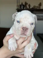 Female XL American bully puppy , a female American Bully for sale in Denver, CO – 2 of 7
