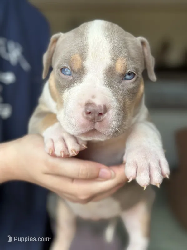 Male lilac tri XL American bully puppy  – American Bully puppy for sale in Denver, CO