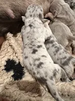 Merle blue tri female XL American Bully Puppy , a female American Bully for sale in Denver, CO – 5 of 5