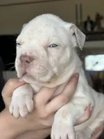 Female XL American bully puppy , a female American Bully for sale in Denver, CO – 3 of 7