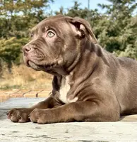Ghost tri choc female XL bully, a female American Bully for sale in Denver, CO – Photo 8 of 10