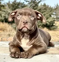 Ghost tri choc female XL bully, a female American Bully for sale in Denver, CO – Photo 2 of 10
