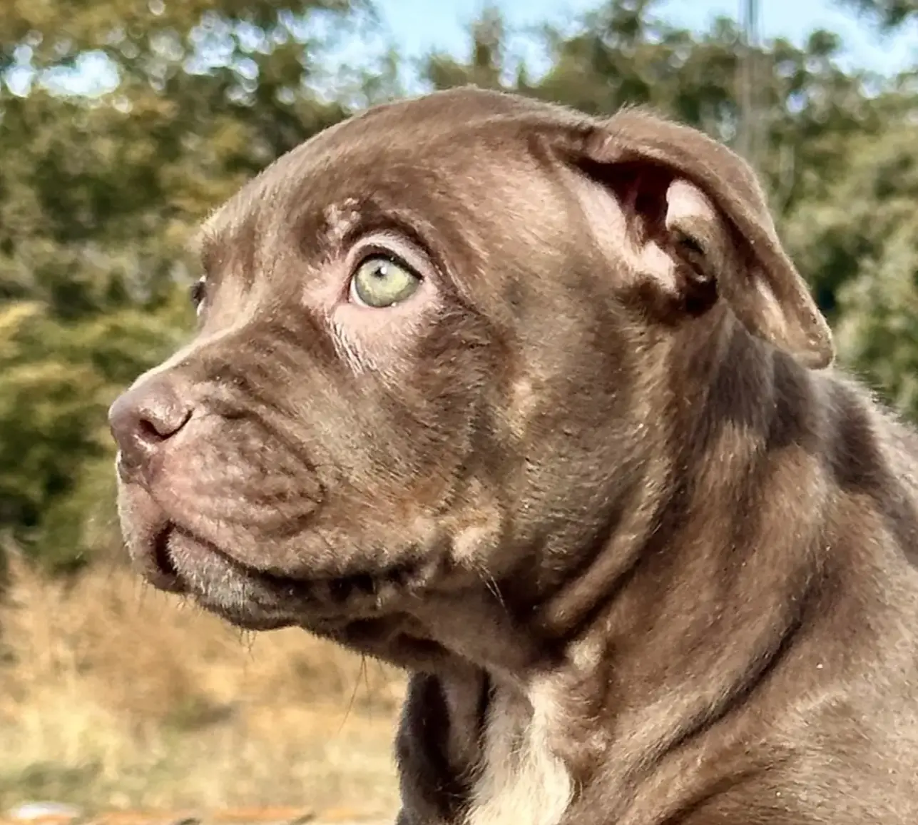 Ghost tri choc female XL bully