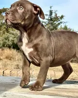 Ghost tri choc female XL bully, a female American Bully for sale in Denver, CO – Photo 9 of 10