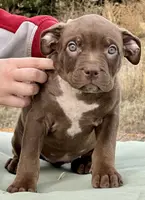 Ghost tri choc female XL bully, a female American Bully for sale in Denver, CO – Photo 3 of 10