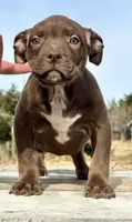 Ghost tri choc female XL bully, a female American Bully for sale in Denver, CO – Photo 4 of 10