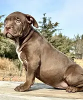 Ghost tri choc female XL bully, a female American Bully for sale in Denver, CO – Photo 10 of 10