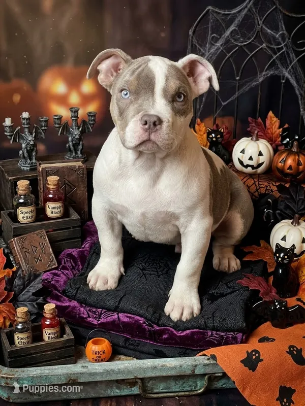 American bully male lilac tri  – American Bully puppy for sale in Denver, CO