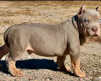 MALE lilac tri puppy XL American bully , a male American Bully for sale in Denver, CO – 6 of 10
