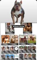 Blue tri merle female XL American Bully puppy, a female American Bully for sale in Denver, CO – 4 of 7