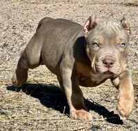 MALE lilac tri puppy XL American bully , a male American Bully for sale in Denver, CO – 9 of 10