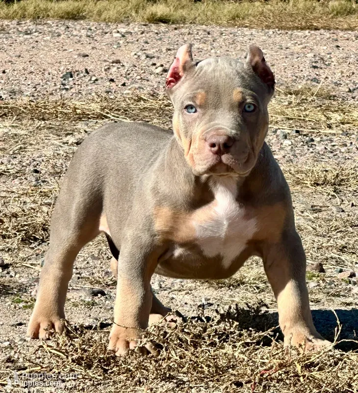 MALE lilac tri puppy XL American bully  – American Bully puppy for sale in Denver, CO