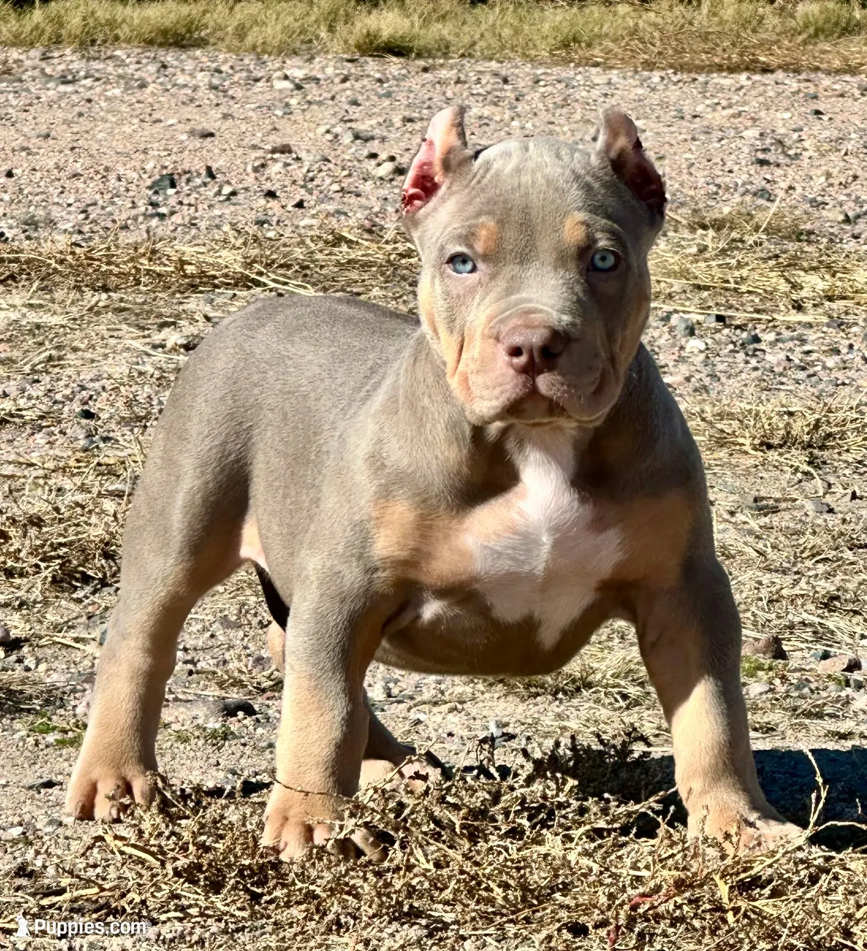 MALE lilac tri puppy XL American bully , a male American Bully for sale in Denver, CO – 1 of 10