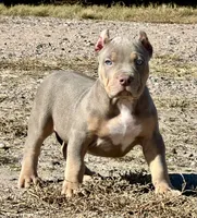 MALE lilac tri puppy XL American bully , a male American Bully for sale in Denver, CO – 7 of 10