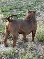 Rocky ~ XL American bully male , a male American Bully for sale in Denver, CO – 4 of 4