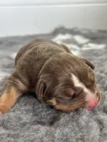 Chocolate tri female bully , a female American Bully for sale in Denver, CO – Photo 3 of 7